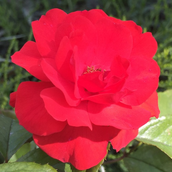 Meet your Posher, Cristina - Picture 1 of 1